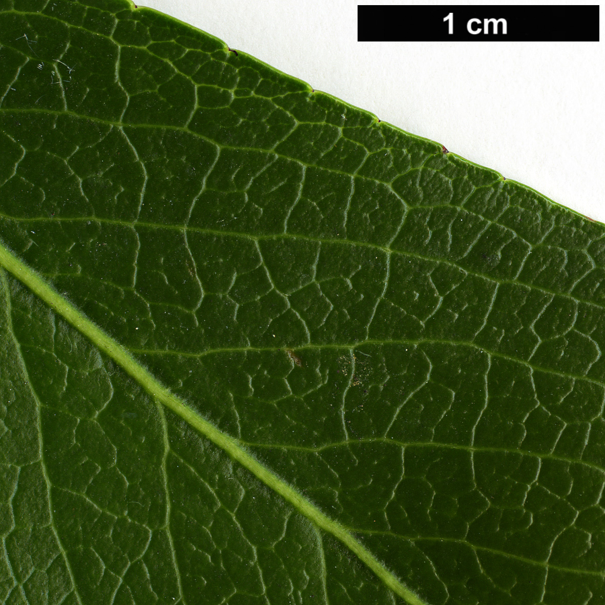 High resolution image: Family: Celastraceae - Genus: Euonymus - Taxon: grandiflorus - SpeciesSub: f. salicifolius